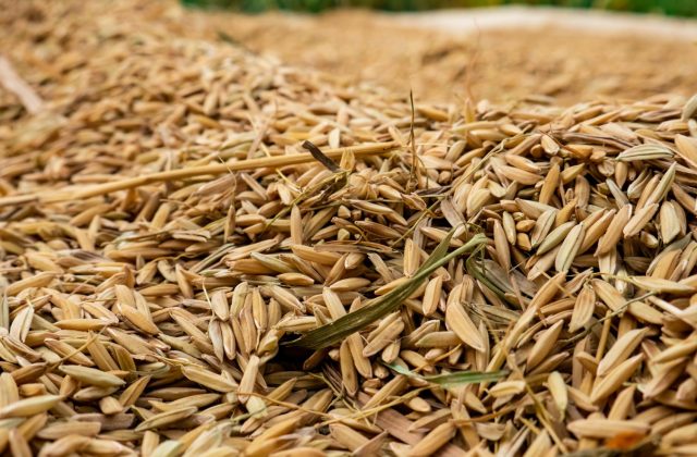 rice-grain-being-dried-by-farmers