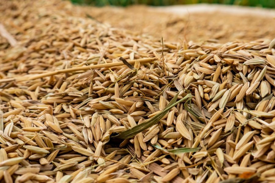 rice-grain-being-dried-by-farmers